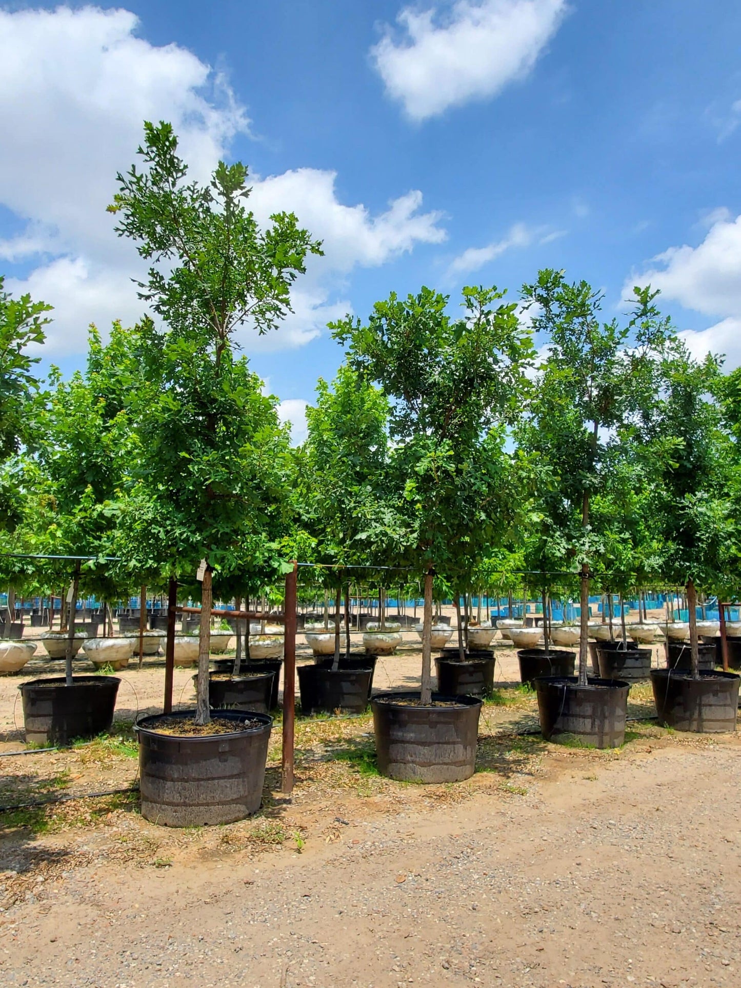 Bur Oak