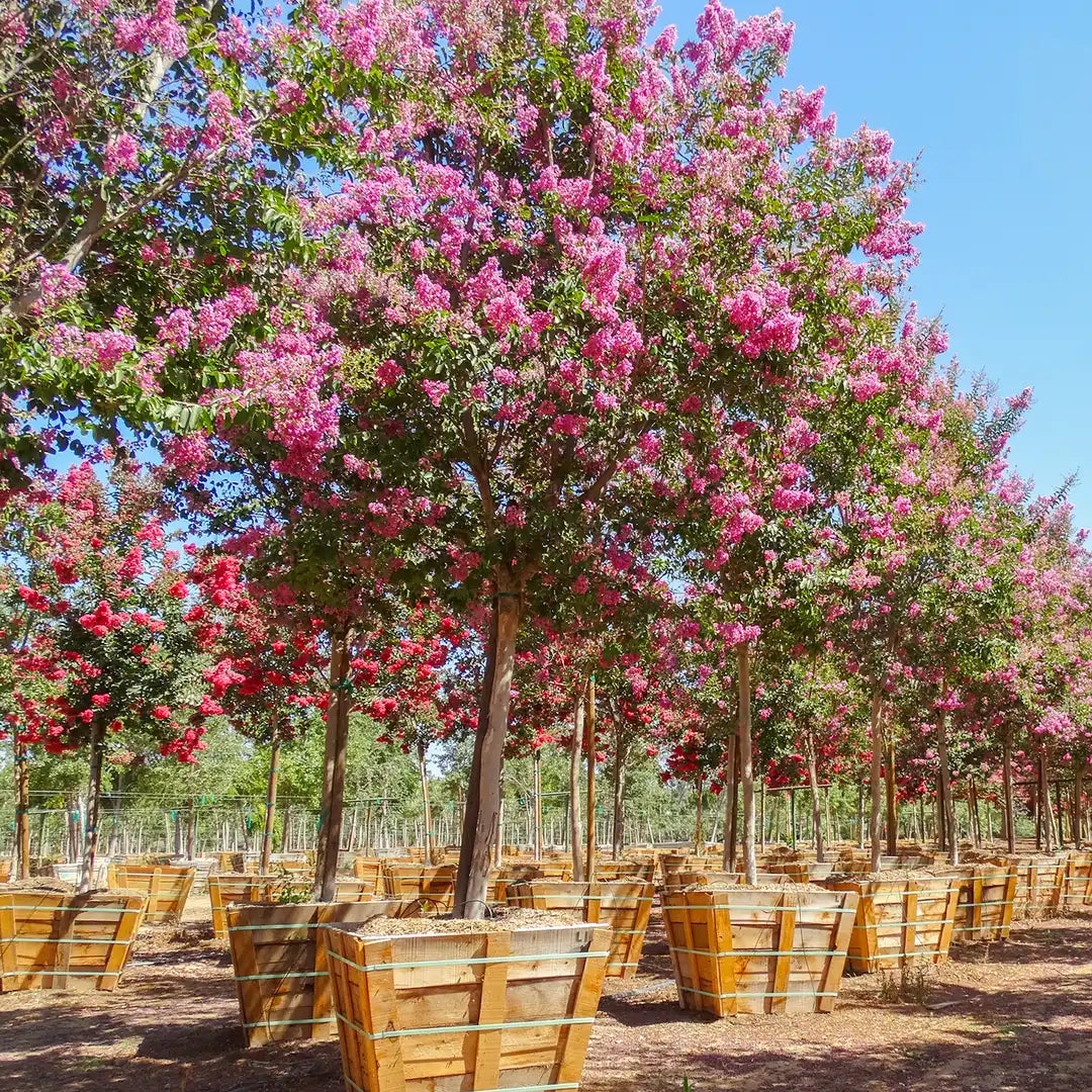 Crepe Myrtle