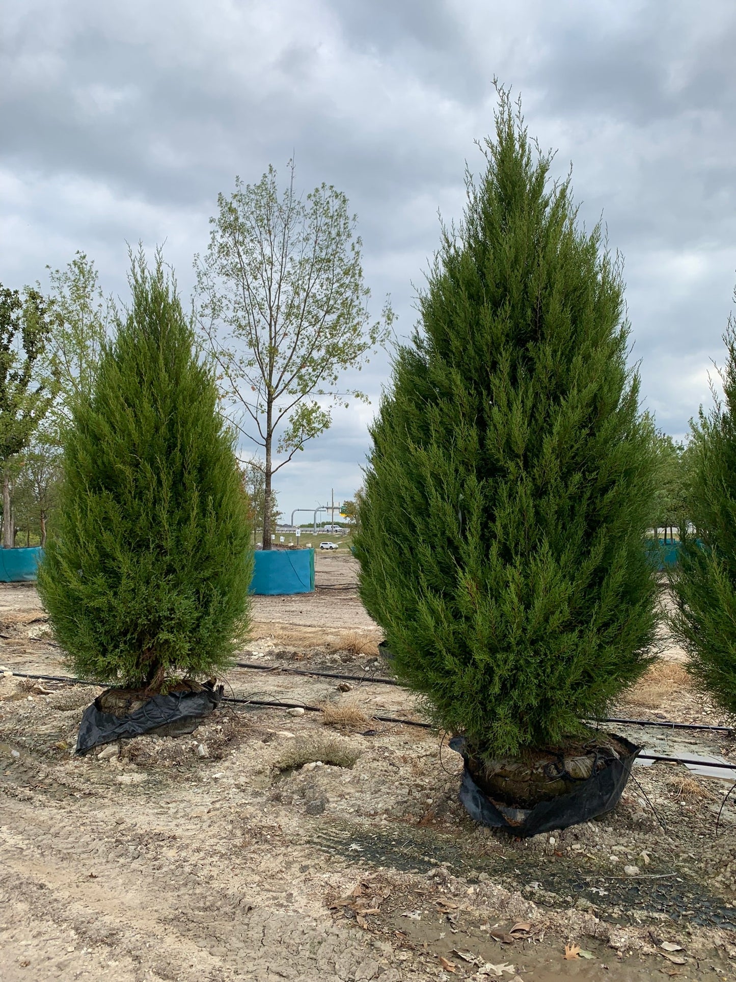 Eastern Red Cedar