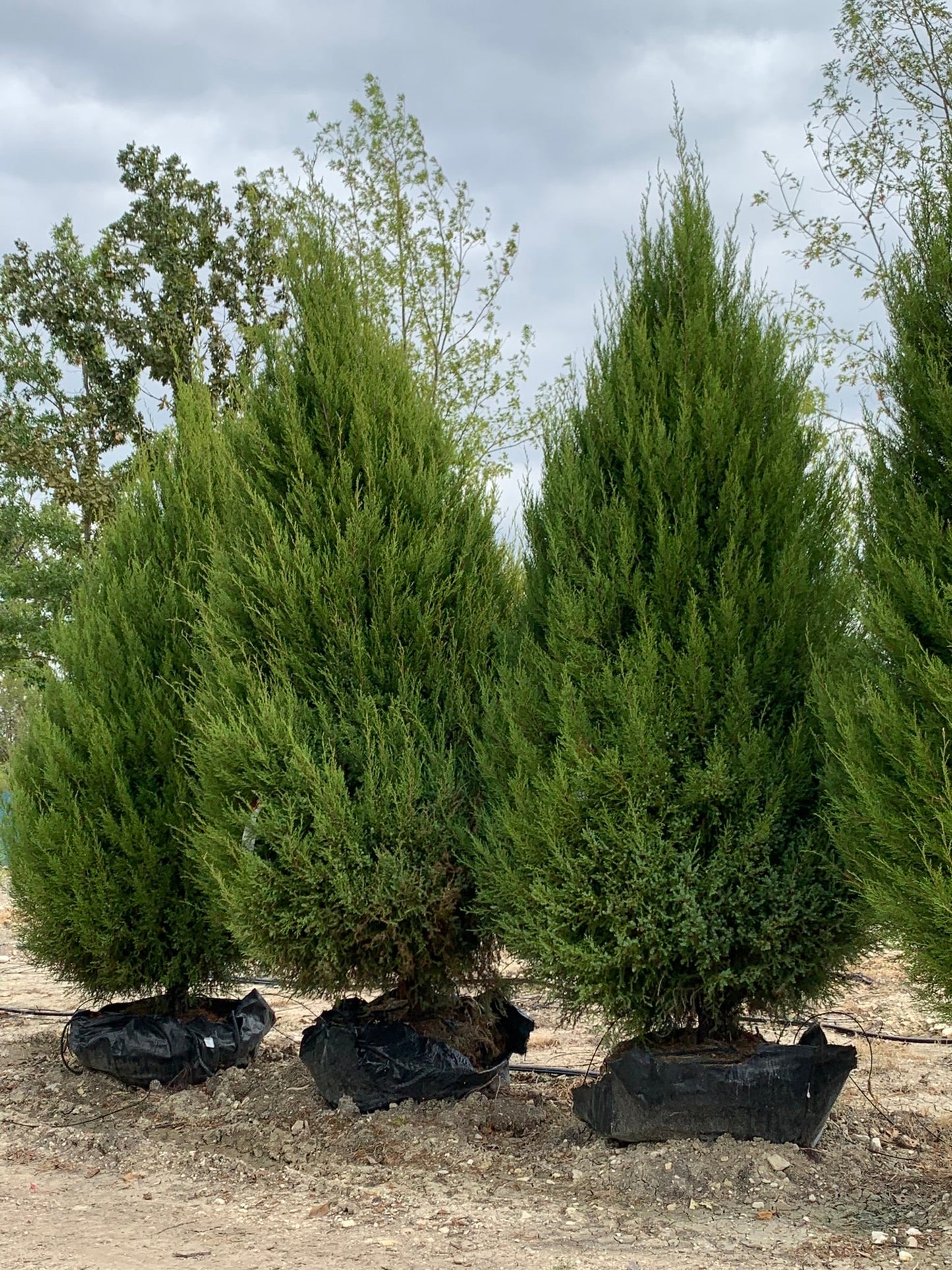 Eastern Red Cedar