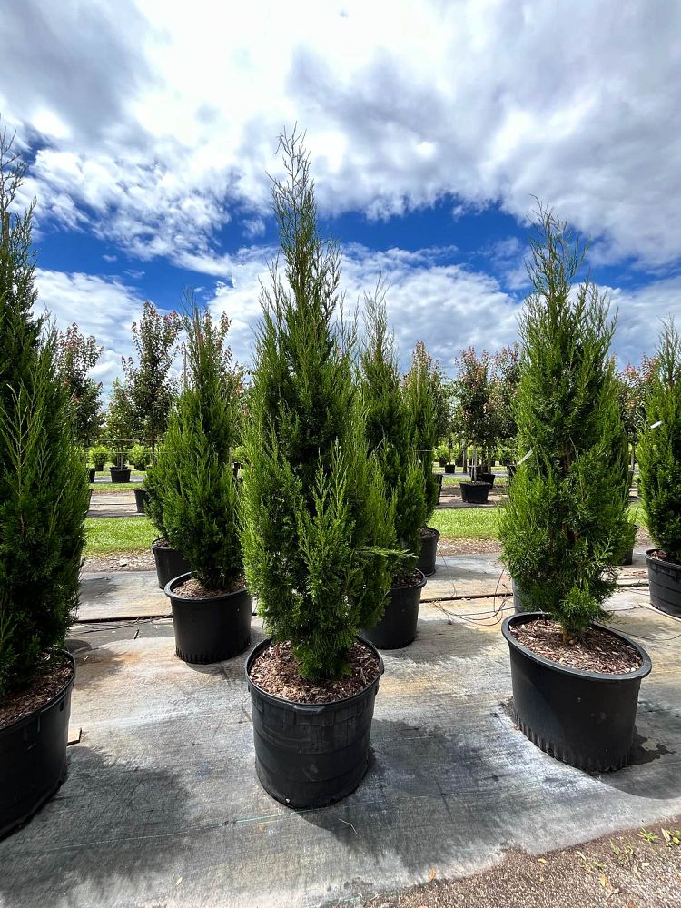 Eastern Red Cedar