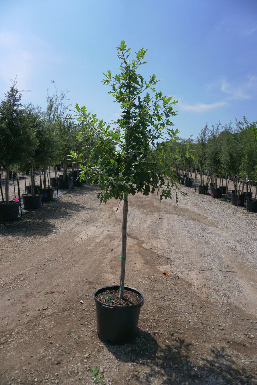 Bur Oak