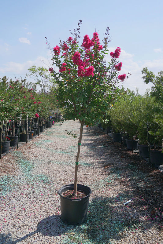 Crepe Myrtle