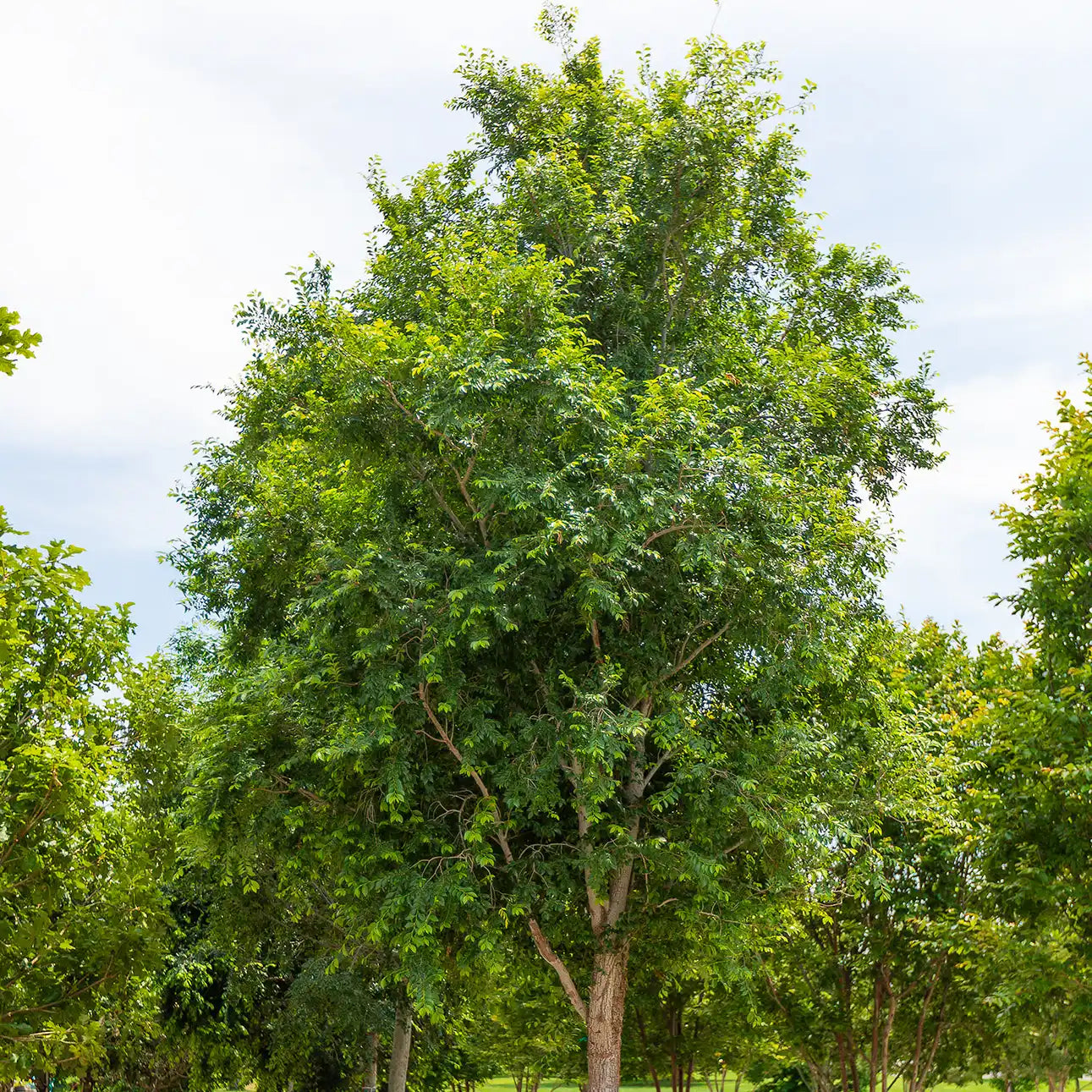 Bur Oak