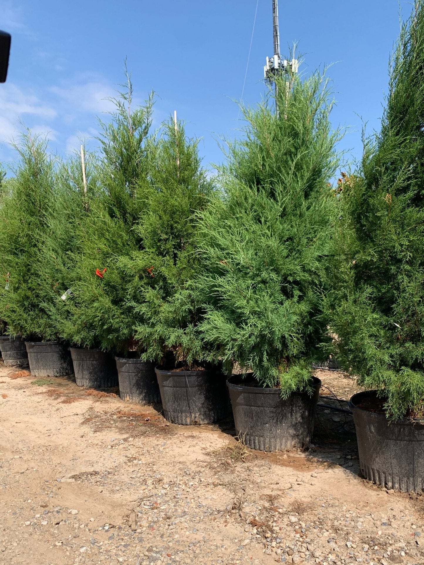 Eastern Red Cedar