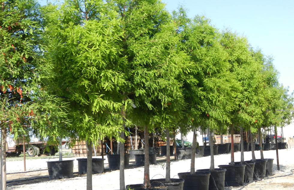 Bald Cypress