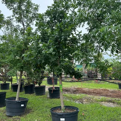 Bur Oak