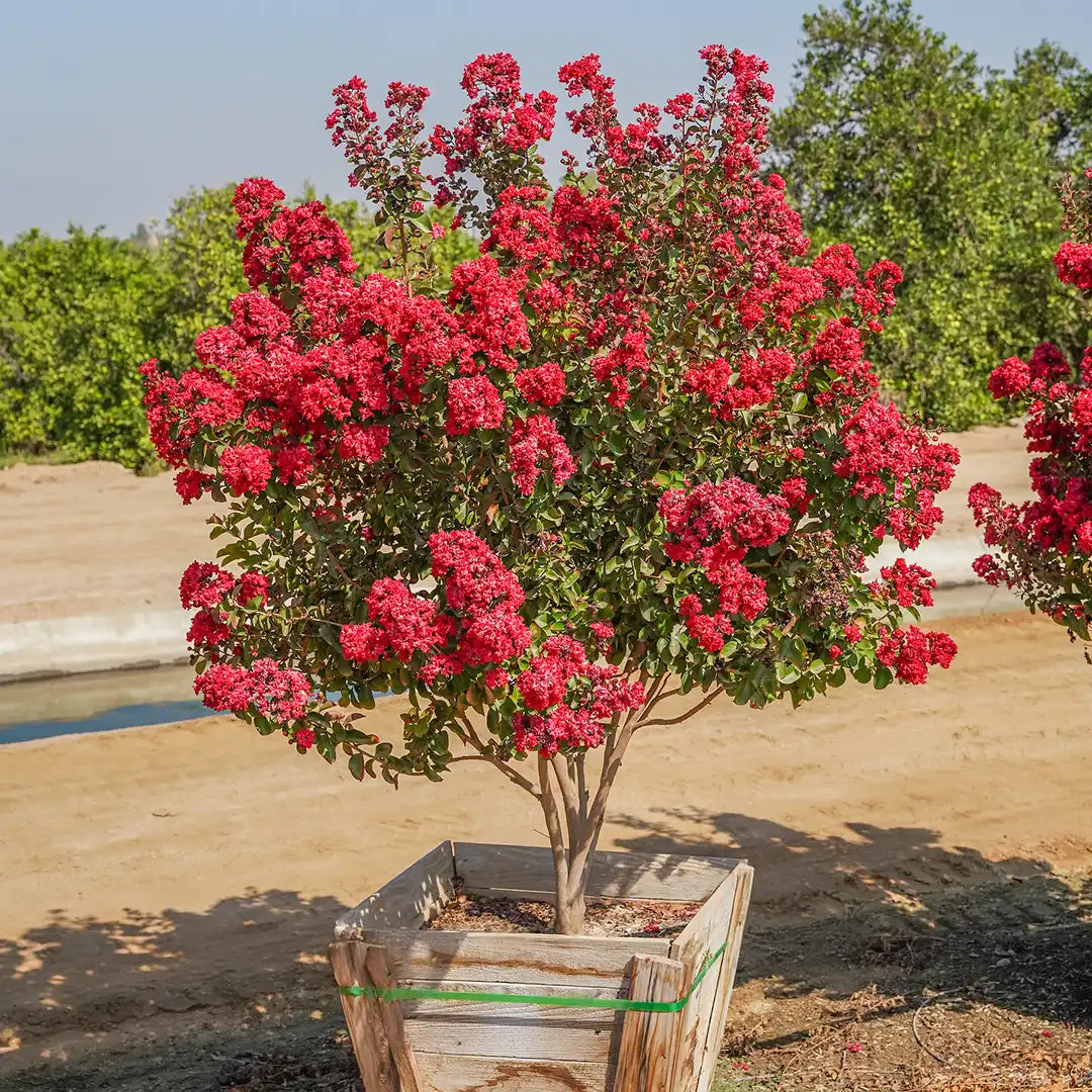 Crepe Myrtle