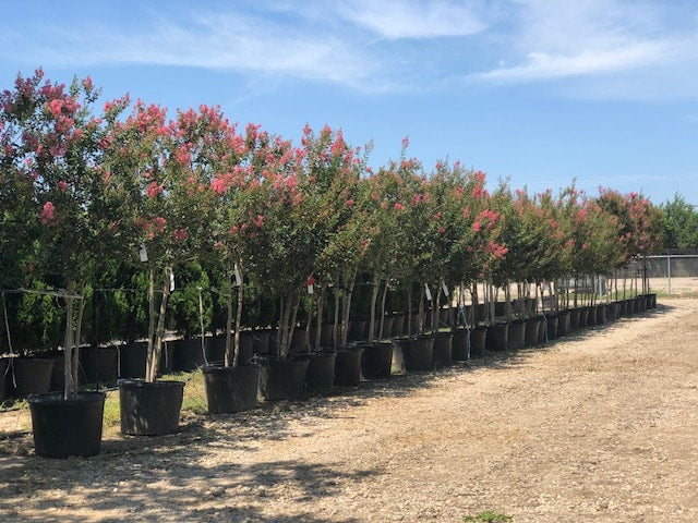 Crepe Myrtle