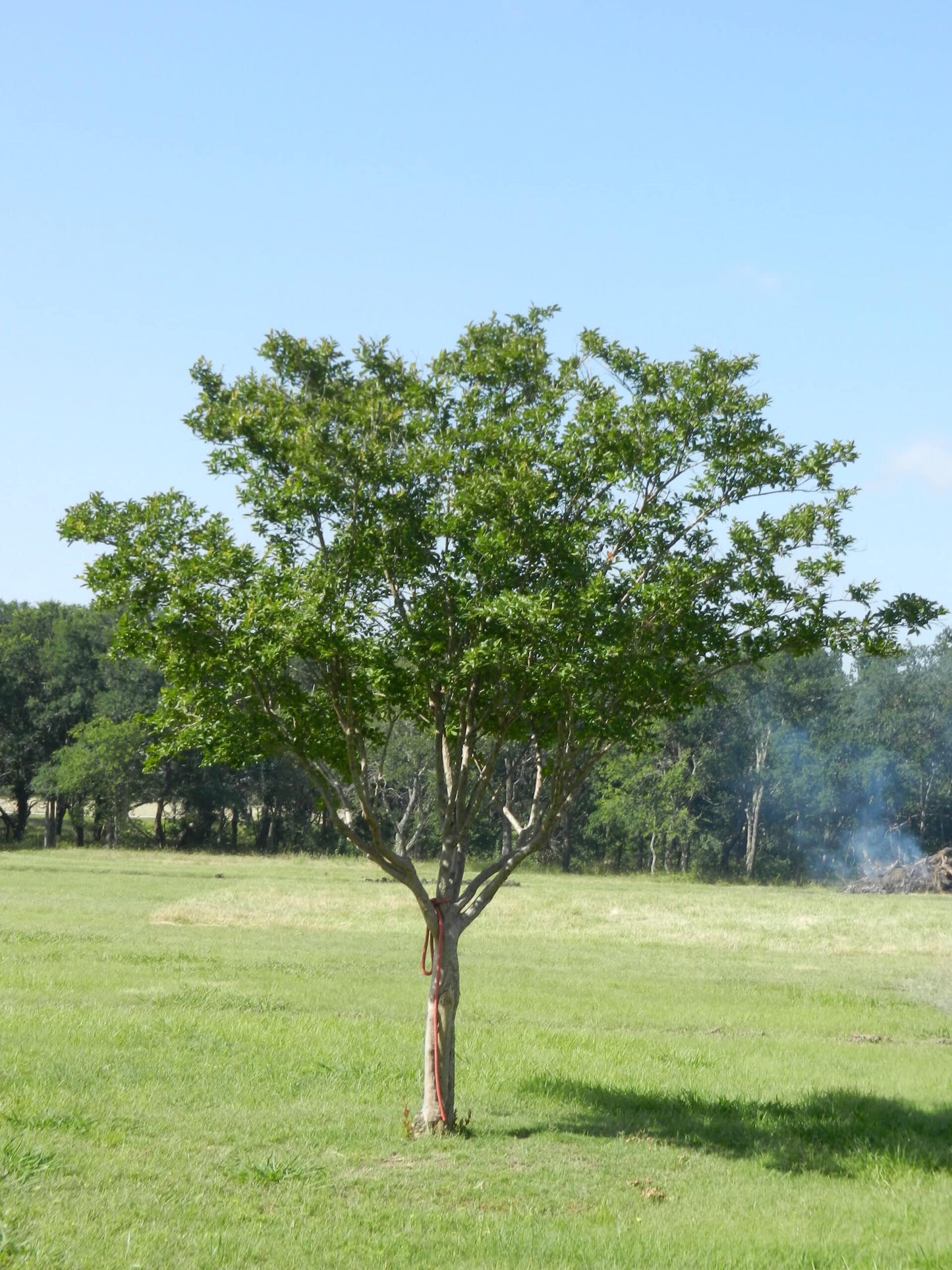 Crepe Myrtle