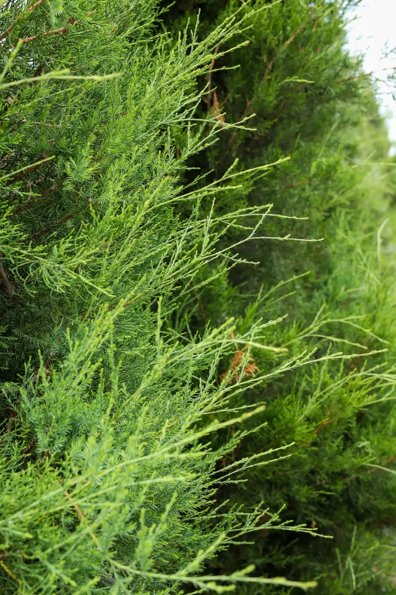 Eastern Red Cedar