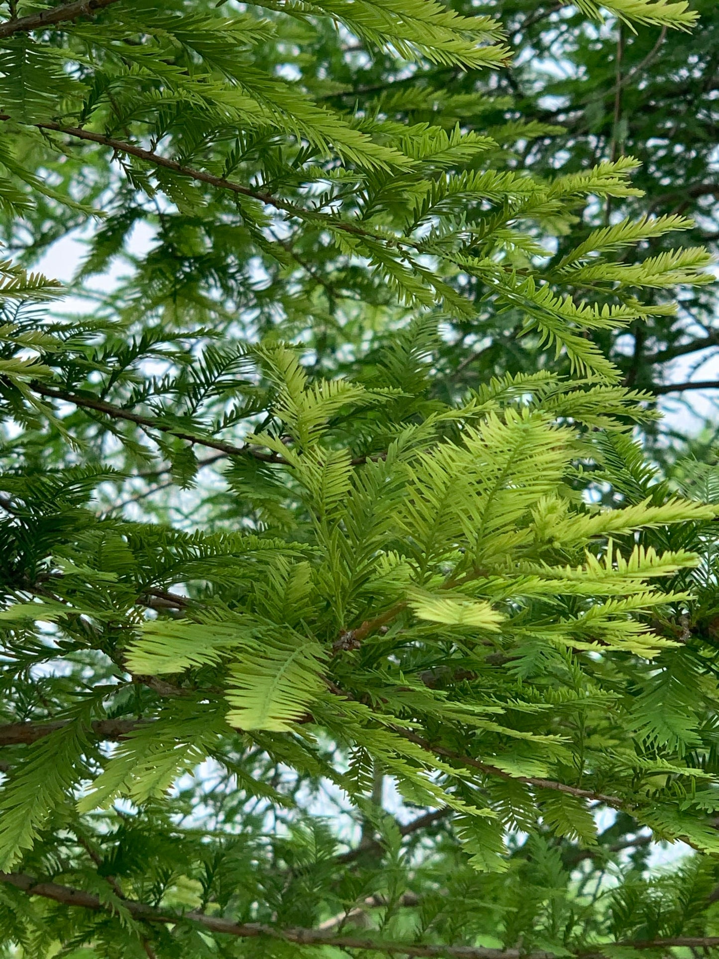 Bald Cypress