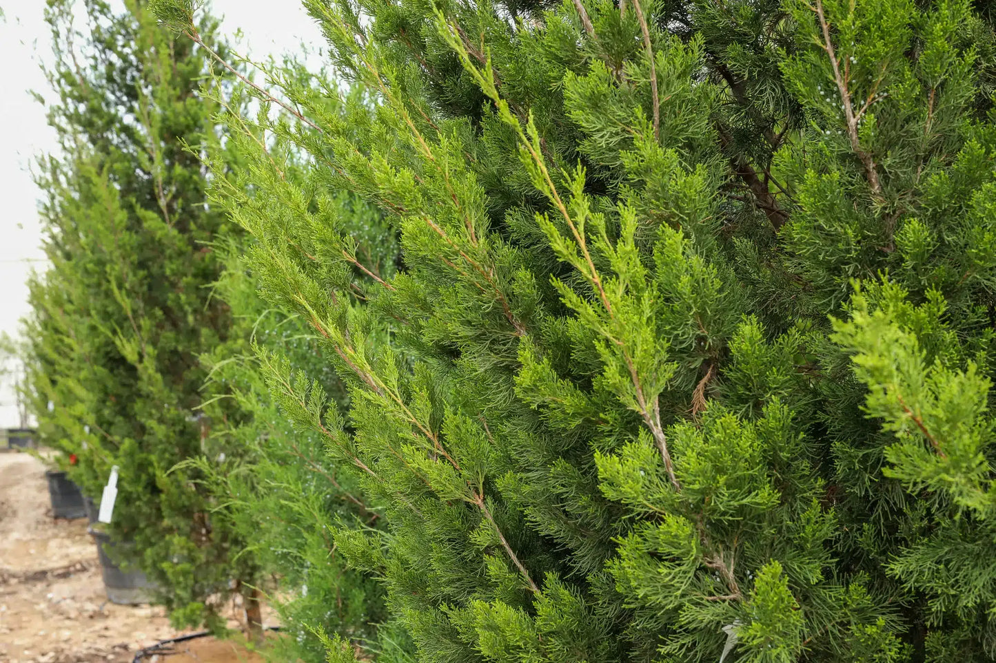 Brodie Juniper