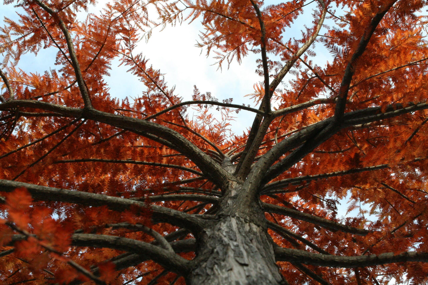 Bald Cypress