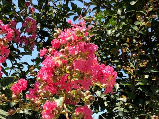 Crepe Myrtle