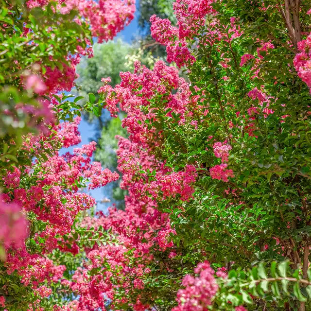 Crepe Myrtle