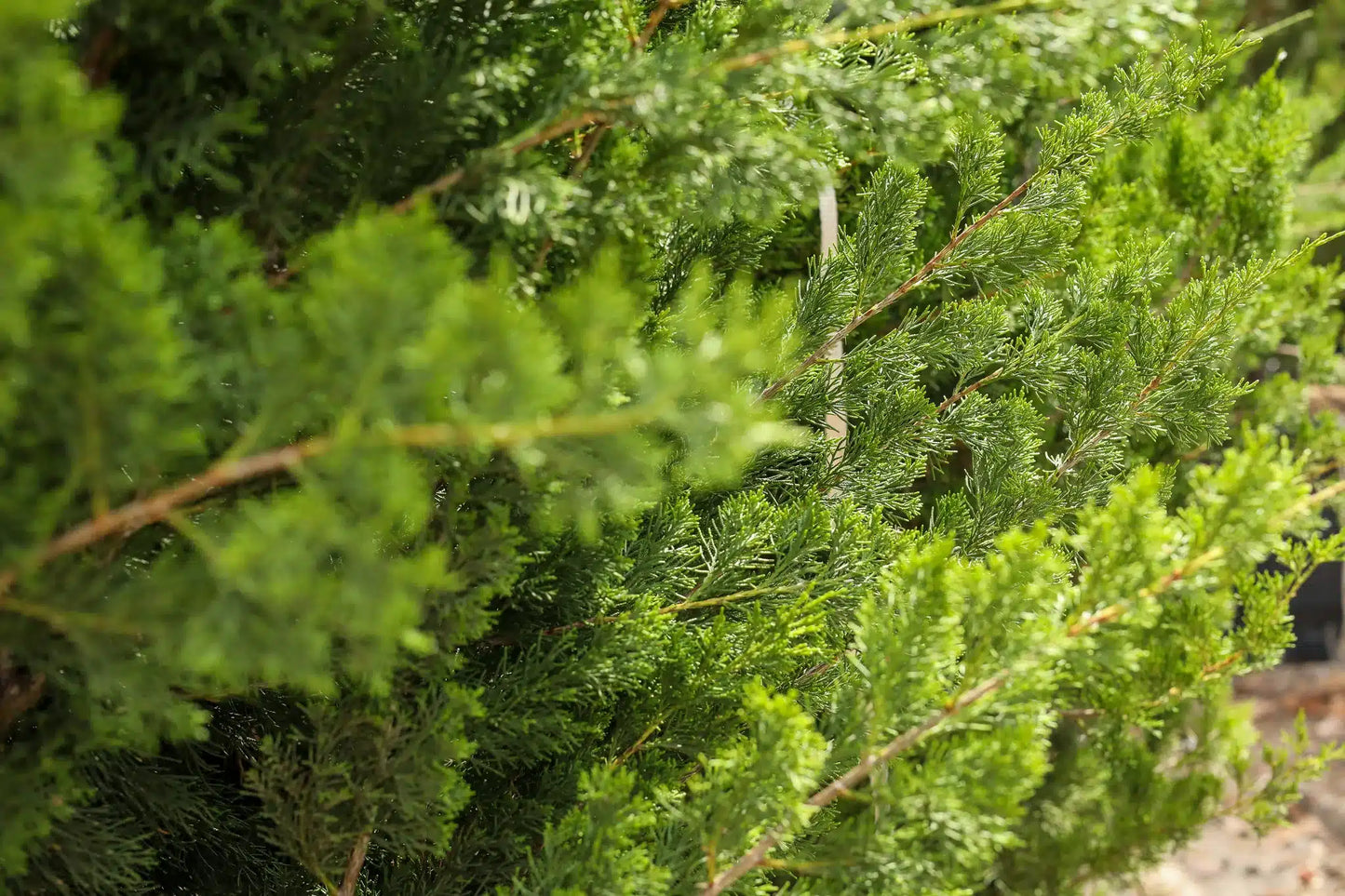 Brodie Juniper