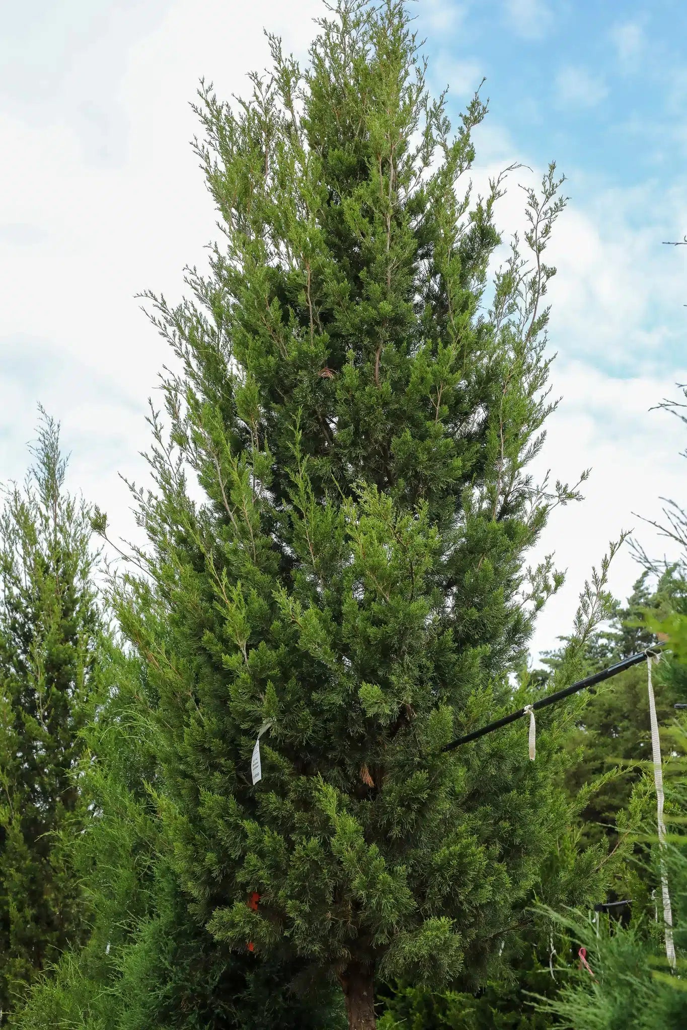 Brodie Juniper