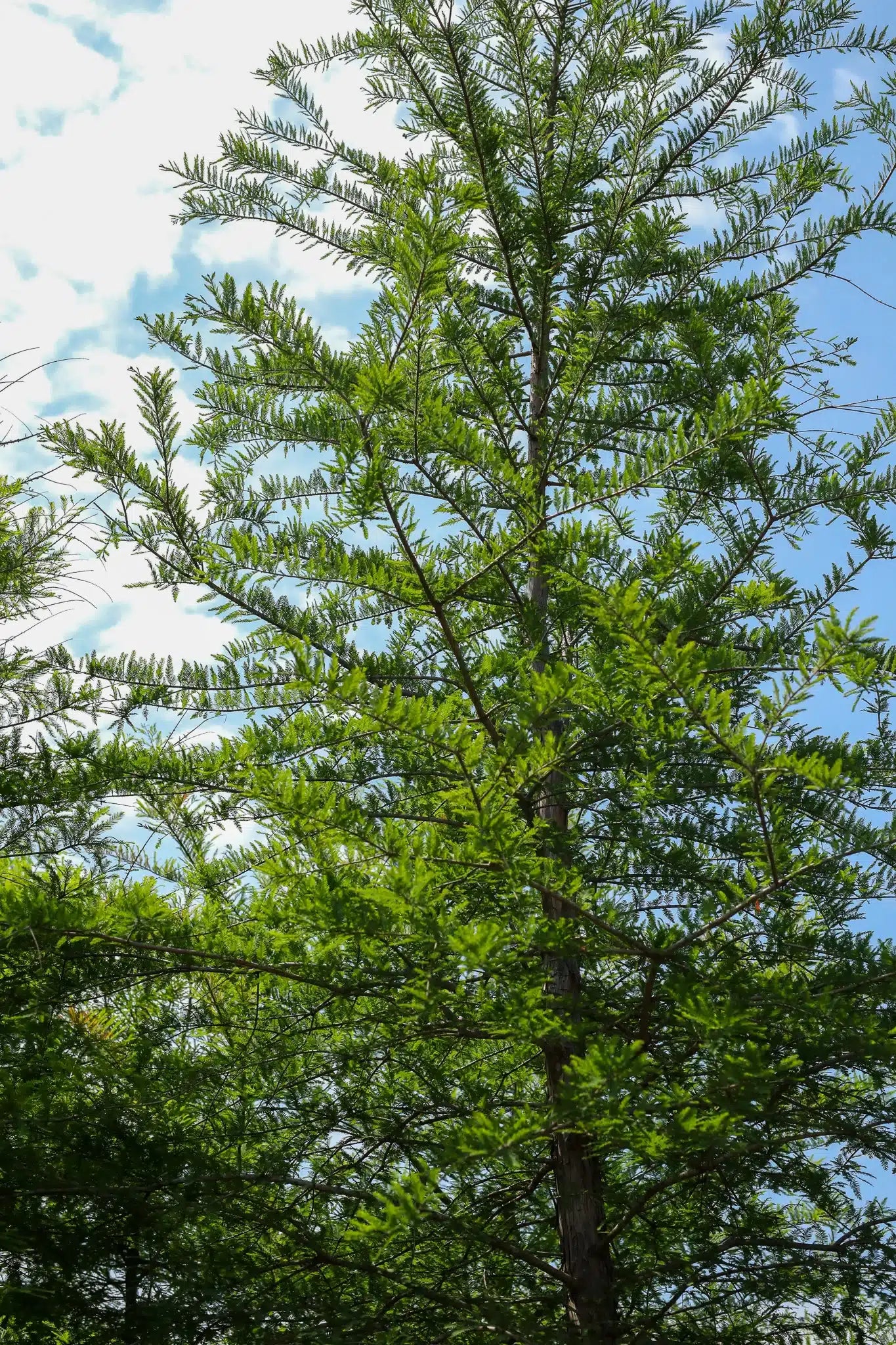 Bald Cypress