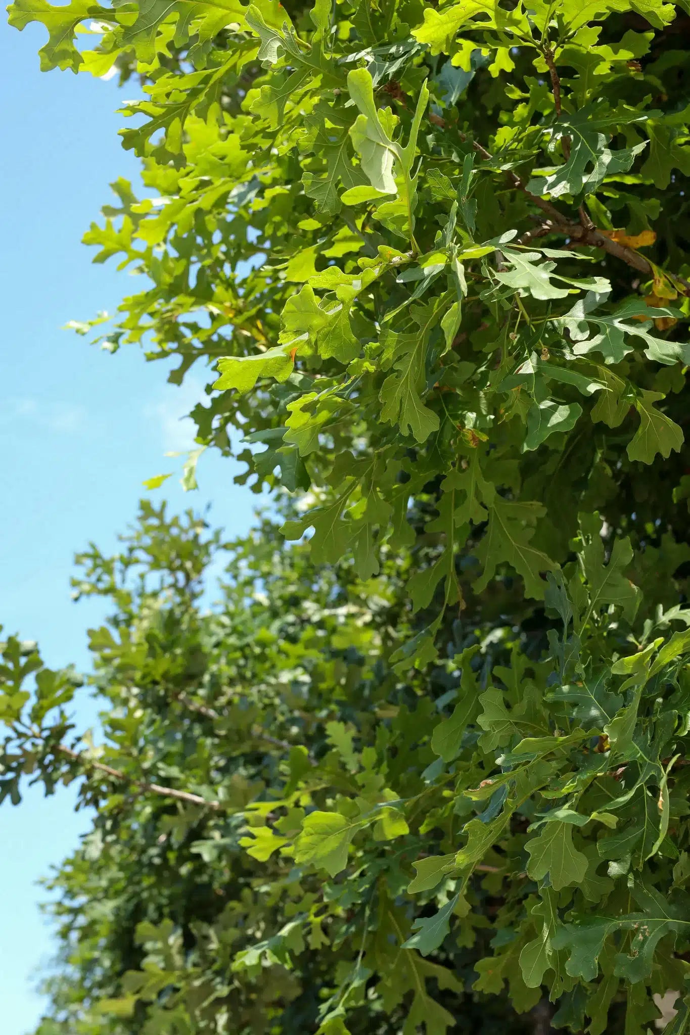 Bur Oak