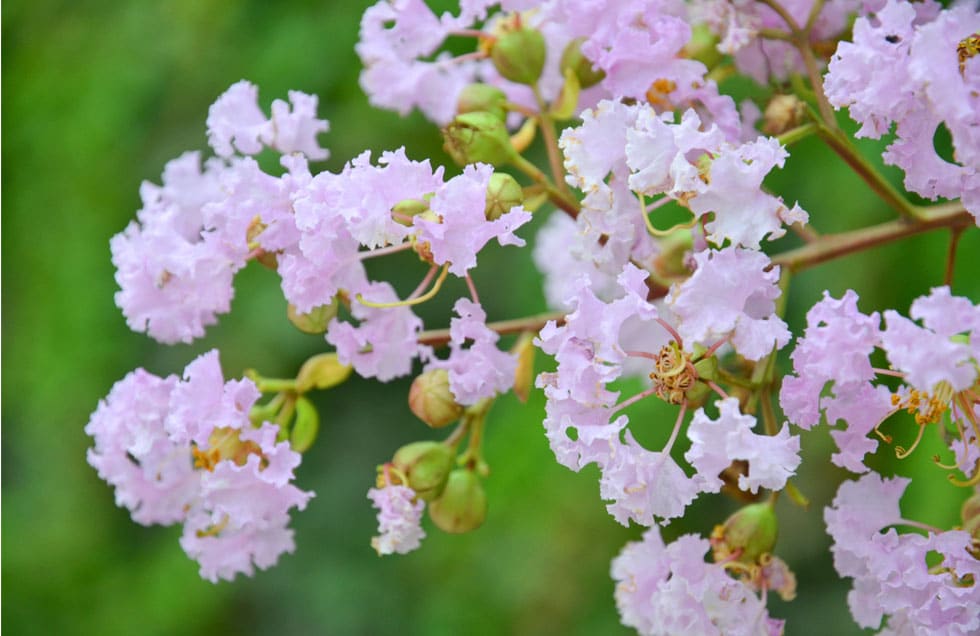 Crepe Myrtle