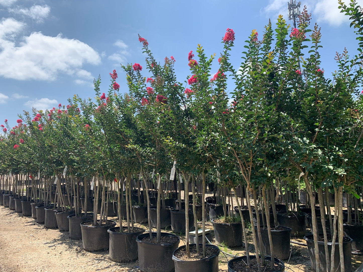 Crepe Myrtle