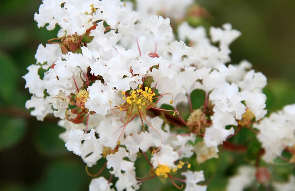 Crepe Myrtle